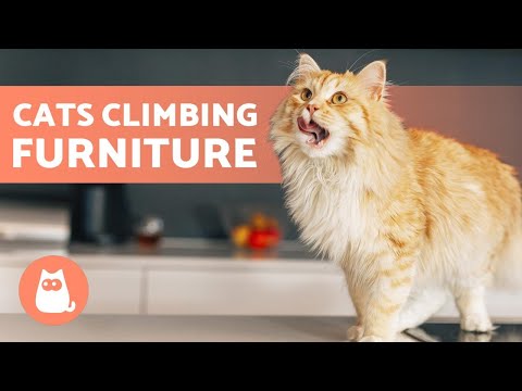 How to Stop a CAT CLIMBING on FURNITURE 🪑❌🐈