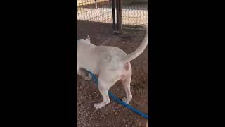 Video preview image #1 Mutt Puppy For Sale in Shelburne, VT, USA