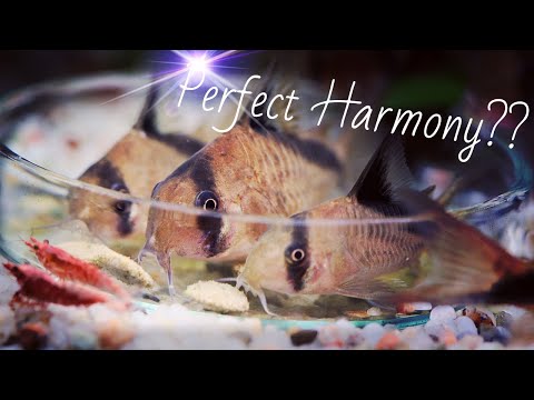 Will CORYDORAS eat SHRIMP??