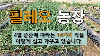 필레오 농장 4월 중순에 자라는 12가지 작물 이렇게 심고 가꾸고 있습니다. #주말농장 #월동작물 #4월에 …