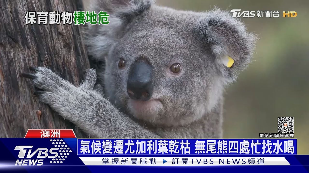 澳洲無尾熊滅絕危機! 新南威爾斯2050年恐絕跡