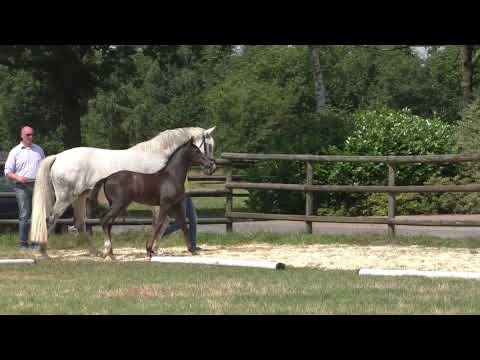 Fohlenrundfahrt 2021 - 10 Hengstfohlen v. Donier