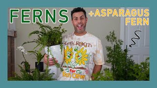 Crucial Care Tips for FERNS! (+ Asparagus Fern/Chinese Ming Fern) #Houseplants #Ferns