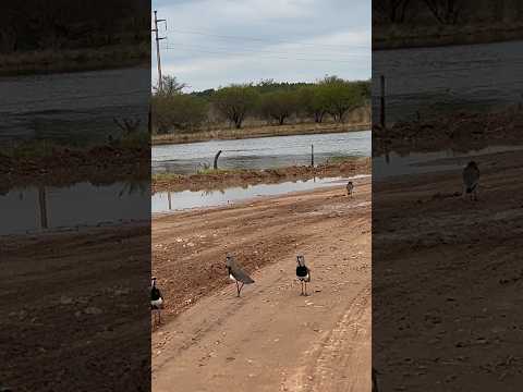 Unos teros bien territoriales en Ubajay #ubajay #entrerios #litoral #avesargentinas #aves #birds