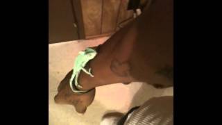 preview picture of video 'mii cousiins chameleon crawling up my arm. they was scared to hold him.'