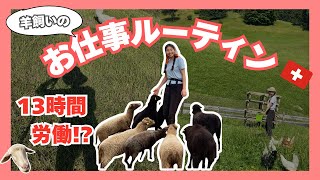 【vlog】羊飼いになってきた #2  | 羊飼いの仕事ってなに？【wwoof】