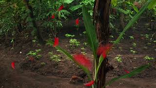 Download lagu Pekarangan rumah dengan nuansa indah mp3