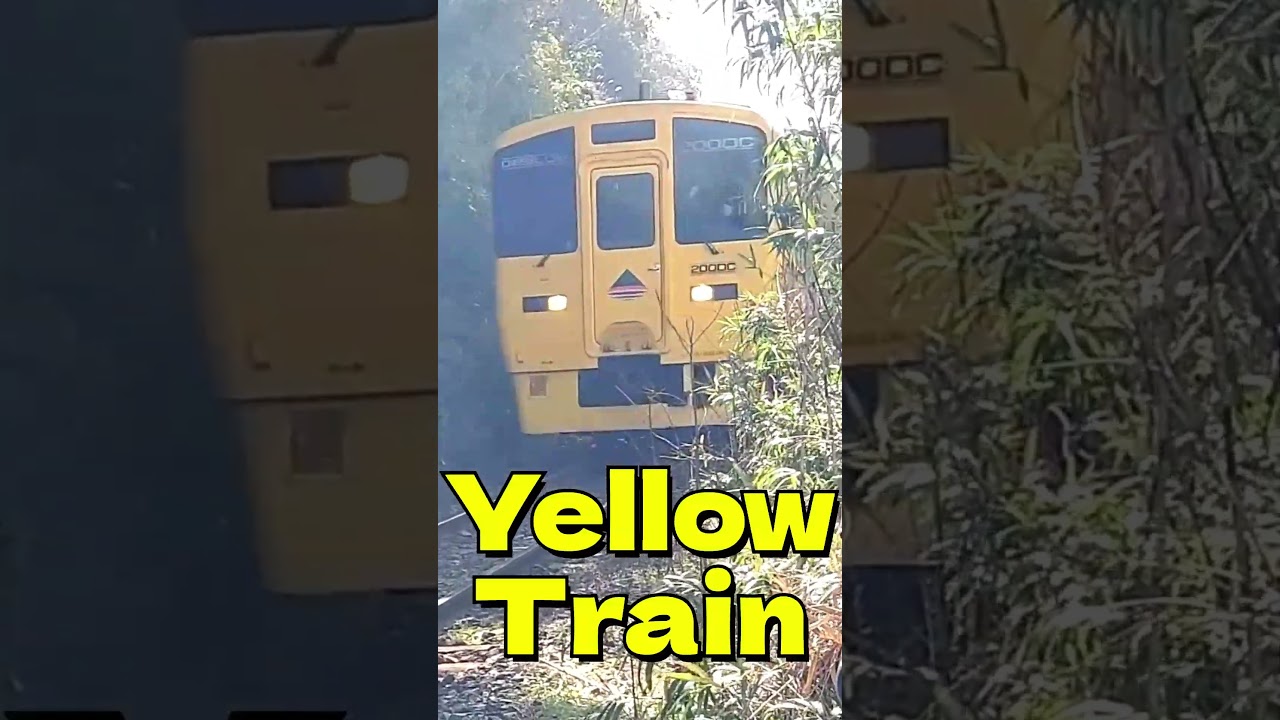 Yellow Train 🚃✨【なのはな号】八田踏切を通過 Level Crossing👇#shorts