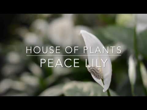 download lagu mp3 mp4 Miniature Peace Lily, download lagu Miniature Peace Lily gratis, unduh video klip Miniature Peace Lily