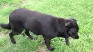 My dog is walking in circles and standing in corners, UPDATE PROBLEM FOUND !!!