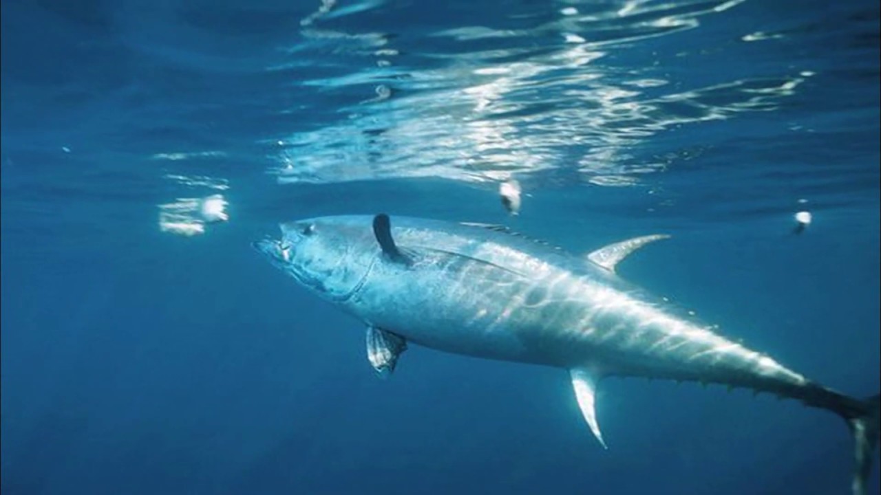 A Conservation Minute: Bluefin Tuna