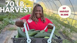 1st Garden Harvest in June- 70 LBS!