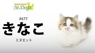 ペットモデル　きなこ