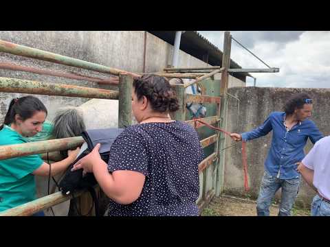 Yeguada: ecografias para diagnóstico de preñez