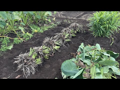 堆肥には何を入れられますか