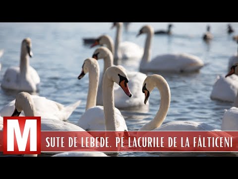Imagini spectaculoase cu sute de lebede pe lacurile de la Fălticeni
