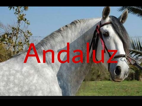 , title : 'Cavalo andaluz'