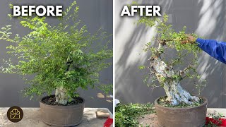 How I Turned an Old Stump into a Bonsai – Chinese Elm Transformation