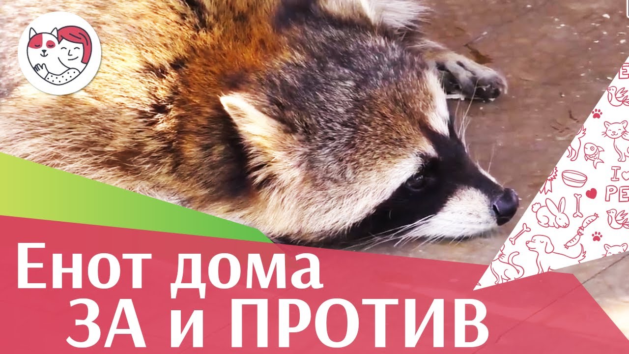 Вопросы, которые нужно задать себе перед покупкой енота