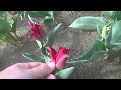 トライアンフチューリップ 植物