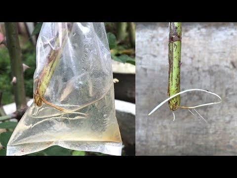 Trying to propagate roses with filtered water has worked