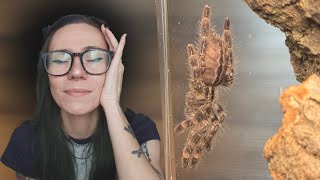 2 MISSING GHOST Ornamentals - When you CAN'T FIND the tarantulas you're rehousing.. (P vittata)