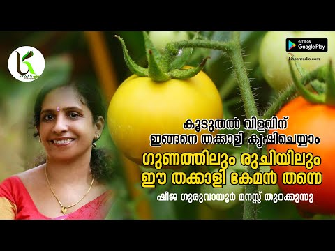 കൂടുതൽ വിളവിന്  ഇങ്ങനെ തക്കാളി കൃഷിചെയ്യാം #Tomato Farming | Tomato Cultivation | Sheeja Guruvayoor