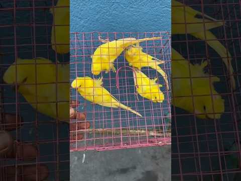 top quality jp bird tulino jp bird #shorts #budgies #hogoromo #budgiesparrots #birds #parrot