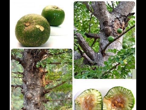 คนที่มีอวัยวะเพศเล็ก พืชแรงชาย