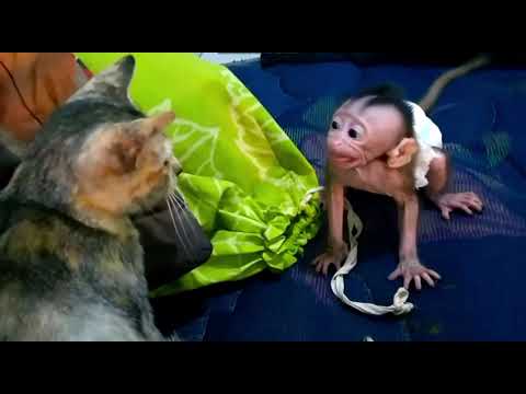 Grumpy kitty slaps baby monkey and hurts his feelings. 😾🙈😩😭😭😭 #petmonkey #cuteanimals