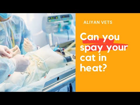 Spaying of cat in heat safe or not? | Complete Answer | Aliyan Vets