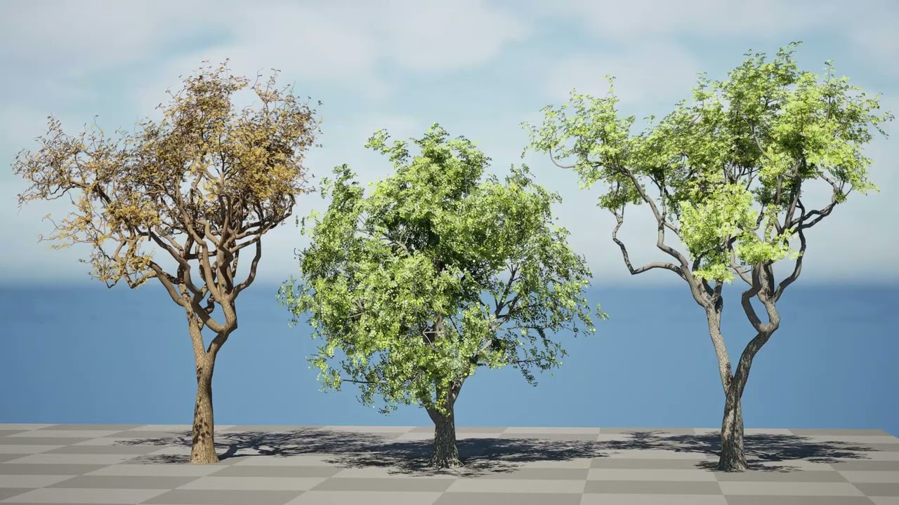 Marula Tree Pack 3D Model