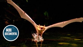 Murciélago Pescador: El Depredador Nocturno Más Sorprendente