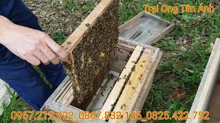 HTX Quyết Thắng: Thu mật ngọt nhờ nuôi ong sinh học