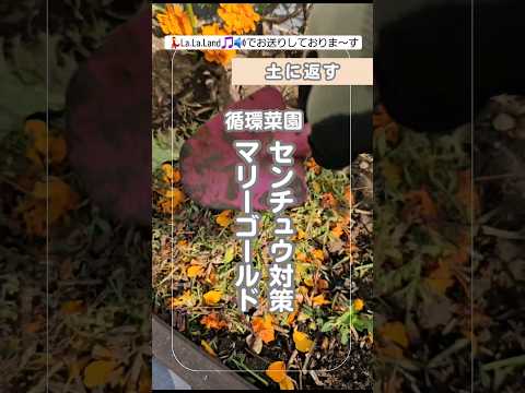 なぜマリーゴールドを菜園に植えるのですか？いつ、どのように行うのですか?  庭園