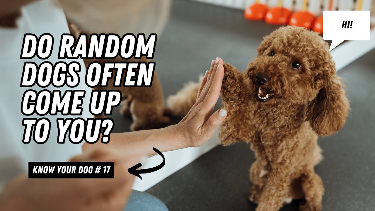 Do Random Dogs Keep Approaching You? 🐕 Here’s WHY! | 5 Surprising Reasons Explained | UZR Tube