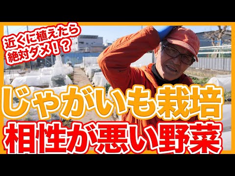 ジャガイモの隣に植えてはいけない植物は何ですか?最悪のコンパニオンプランツの完全なリスト  庭園