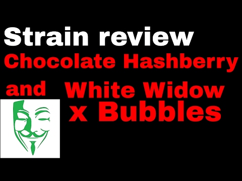 Chocolat HashBerry and White widow x Bubbles Strain review