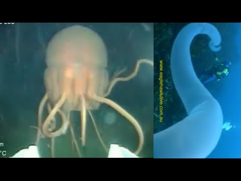 北極の水中: 驚くべき発見は広く広まった誤解を証明する