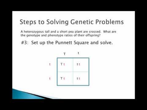 How to Do Genetic Crosses Video