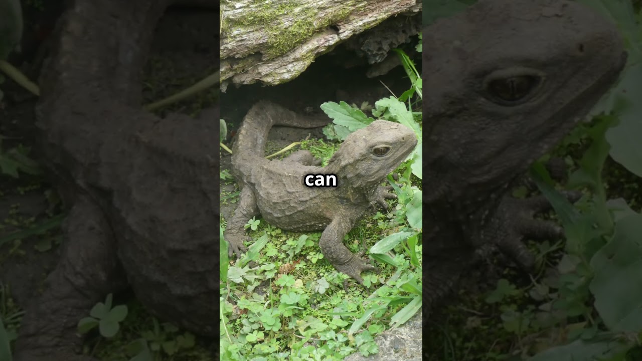 This Lizard is More Like a Dinosaur 🦖