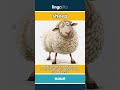 sheep - a soft, fluffy animal that ... video thumbnail
