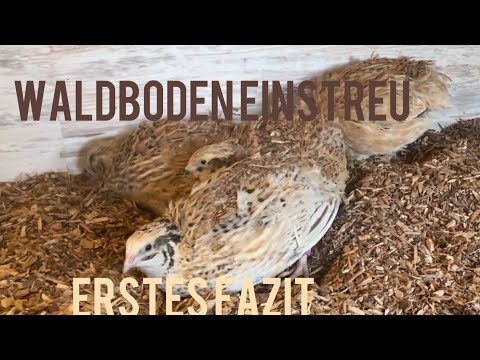 Waldboden Einstreu - erstes Fazit nach 10 Tagen