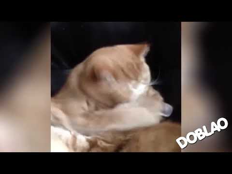 La visa de los gatos