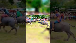 Download lagu CARABAO RACE #shorts #shortvideo mp3