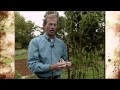 Growing Sesame