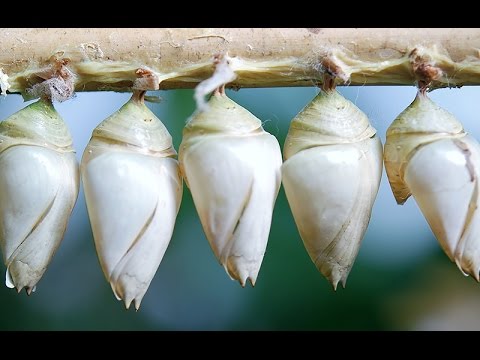Episode 071 Nested Forms With Cocoon