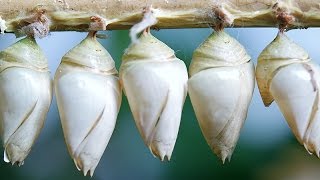 Episode #071 - Nested Forms with Cocoon