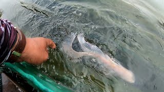 Download lagu Nila Albino Ekor Panjang ( Nila Slayer / kumpay ) mp3