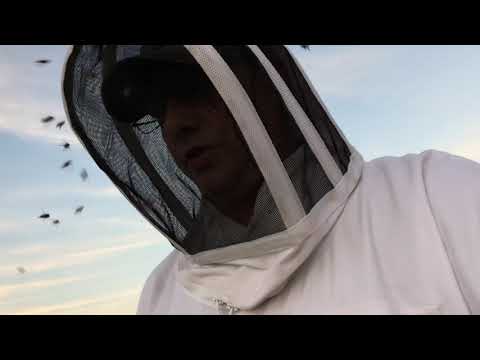 Angry Bees:  July 12th, 2019